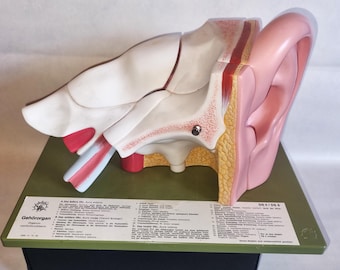 Modelo de oído humano SOMSO – 5 piezas – Oído interno y huesecillos detallados