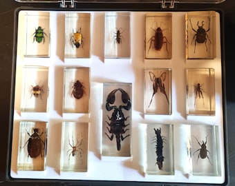 Display case with 14 vintage insects in resin, display case with spiders, beetles, giant ant 7.5 x 4.5 cm