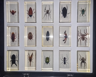 Vitrina con 15 insectos antiguos de resina, entre ellos arañas, escarabajos y una hormiga gigante, todos en muy buen estado. Cada ejemplar mide 7,5 x 4,5 cm.