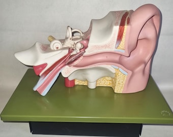 Modelo de oído humano SOMSO de 3 piezas: oído interno y huesecillos detallados.