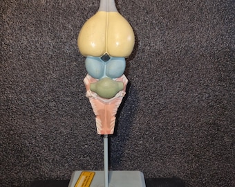 Modelo anatómico de un cerebro de caimán, modelo cerebral, modelo animal hecho de yeso, pintado a mano, década de 1950, sobre una base de madera.