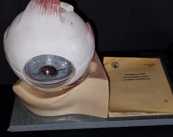 1950年頃のSomso製ヴィンテージアイモデル6点セット（説明書付き）