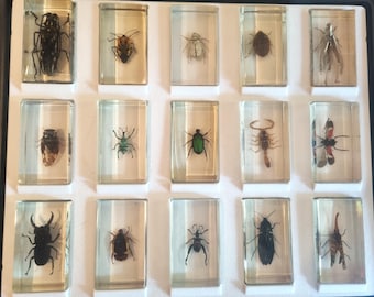 Display case with 15 vintage insects in resin, display case with spiders, beetles, giant ant, 7.5 x 4.5 cm each