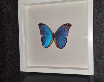 Beautiful large blue Morpho butterfly in a white display case with a real butterfly, size 30 x 30 cm.
