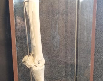 al, modelo de esqueleto de pie de caballo, modelo de pezuña de caballo como objeto de demostración en una vitrina, origen