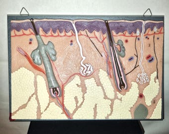 SOMSO model of skin cross-section, magnified approximately 70 times. Vintage teaching aid, circa 1960, made of high-quality SOMSO-Plast® on a blue wooden base.