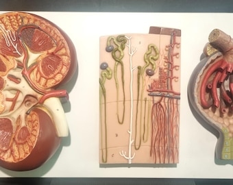 Model of kidney section, nephron, blood vessels and renal corpuscle 52 cm x 29 cm on wooden board