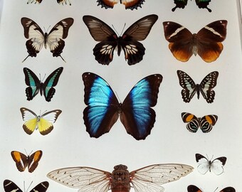 本物の蝶を保存した美しい大型の白いディスプレイケース。サイズは51cm×41.5cm。