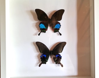 2 beautiful large butterflies in a white display case, size 30 x 30 cm