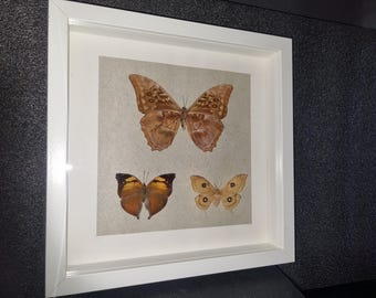 3 butterflies in a large white display case, 30 x 30 cm format