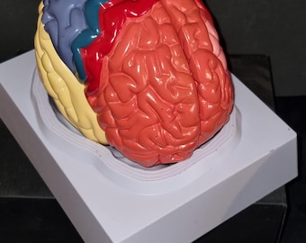 2つのパーツからなる、非常に精巧な脳の模型。プラスチック製の台座にラベルが付いており、マグネット式の留め具が付いています。