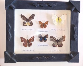Small old butterfly collection in a black vintage wooden frame