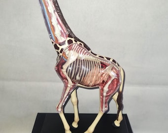 Modelo anatómico de jirafa de Thames & Kosmos de 30 cm de altura