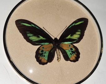 Beautiful male red-shoulder butterfly (Ornithoptera) from Indonesia, in a glazed round display case with a metal frame, 18 cm in diameter.