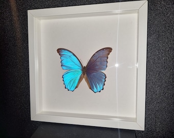 Beautiful large blue Morpho butterfly in a white display case with a real butterfly, size 30 x 30 cm.