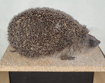 Erizo disecado, taxidermista antiguo, erizo de fuentes éticamente responsables - muy grande