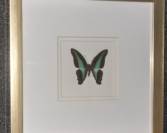 Butterfly Beautiful display case, gold-metallic look with real butterfly, size 26 x 26 cm