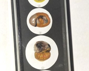 Preciosa vitrina sobre el desarrollo de la gallina doméstica. Material didáctico de plástico de la editorial Taxitermi: producción ética.