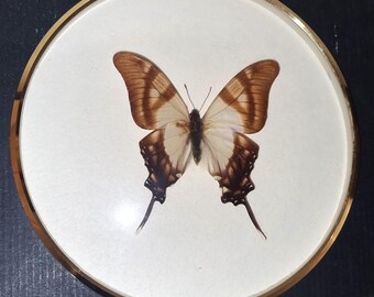 Beautiful butterfly Papilio columbus Peru in a glazed round display case with metal frame, diameter 17.5 cm