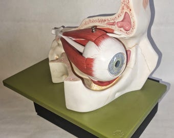 SOMSO model eye, eye socket with eyeball, approximately 3 times larger, made of SOMSO-Plast®. Disassembles into 8 parts.