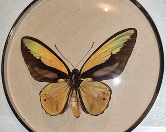 Beautiful butterfly Ornithoptera croesus lydius male in a glazed round display case with metal frame, diameter 20.5 cm