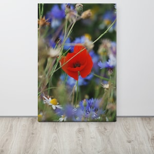 Poppy Canvas