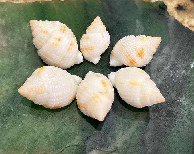 3 GIANT ATLANTIC COCKLE Shells Florida Seashells 54-99.5mm Heart Shaped ...