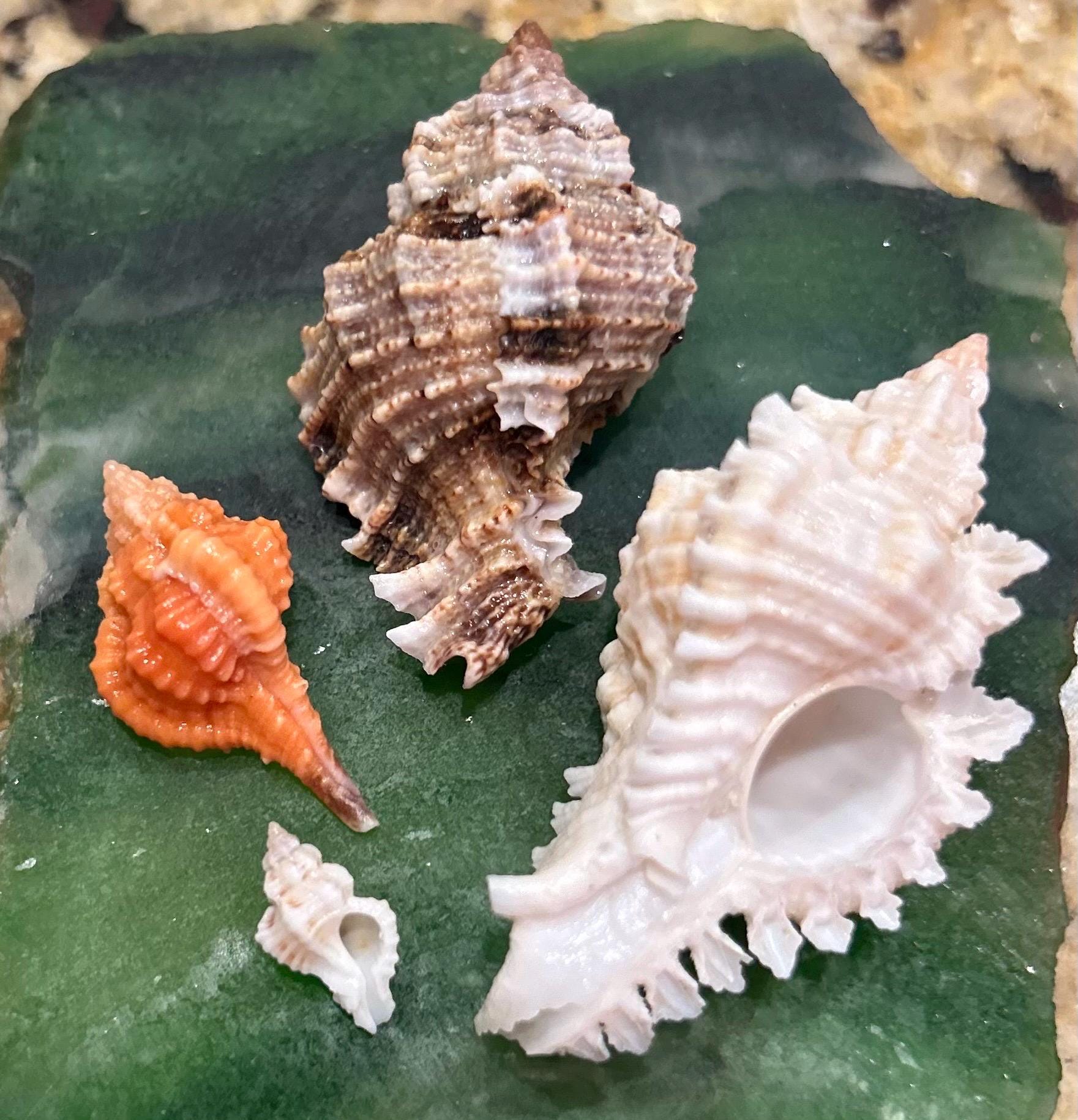 RARE* MUREX Quartet PITTED Murex/ Rose Murex/ Apple/ Lace Murex