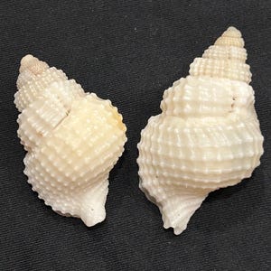 May include: Two off-white, spiraled sea shells with a textured, ribbed surface and a pointed apex. Each shell features a distinct, rounded body with a series of vertical and horizontal ridges forming a grid-like pattern across the exterior.