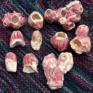 May include: A collection of barnacles in various shapes and sizes, showcasing a mix of pink and white hues. The barnacles have a textured, rough appearance, with open cavities. The arrangement is on a textured, multicolored surface.