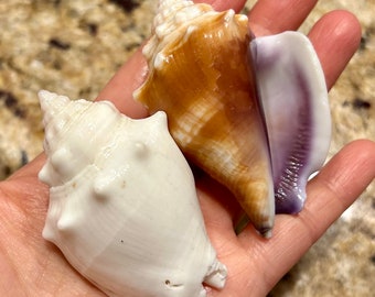 Rare* ALBINO Florida Fighting Conch And Purple Lip Fighting Conch Florida Seashells Collected on 10K Island #197