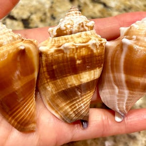 Rare* Banded/  Brown/ Caramel Florida Fighting Conch  Florida Seashells Rare Patterns 60-67mm Collected on 10K Island #60