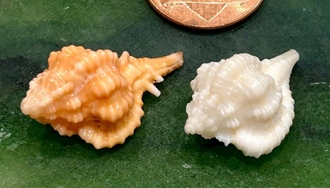 Extra Rare* ALBINO / Orange ROSE MUREXES 21.5mm/ 25.5mm Florida ...