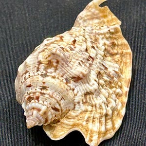 May include: A large, textured seashell with a spiral shape and a pointed tip. The shell features a mix of beige, brown, and white hues, with a prominent, curved edge. The surface has a ridged pattern.