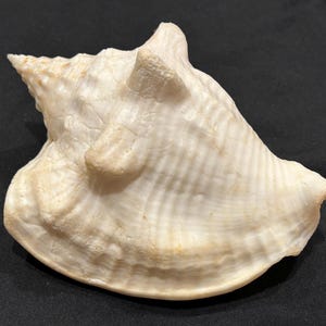 MILK CONCH 120mm Florida Seashells Collectible, Beach Decor, Collectible, Shell Display, Shell Gift, SE Florida #241