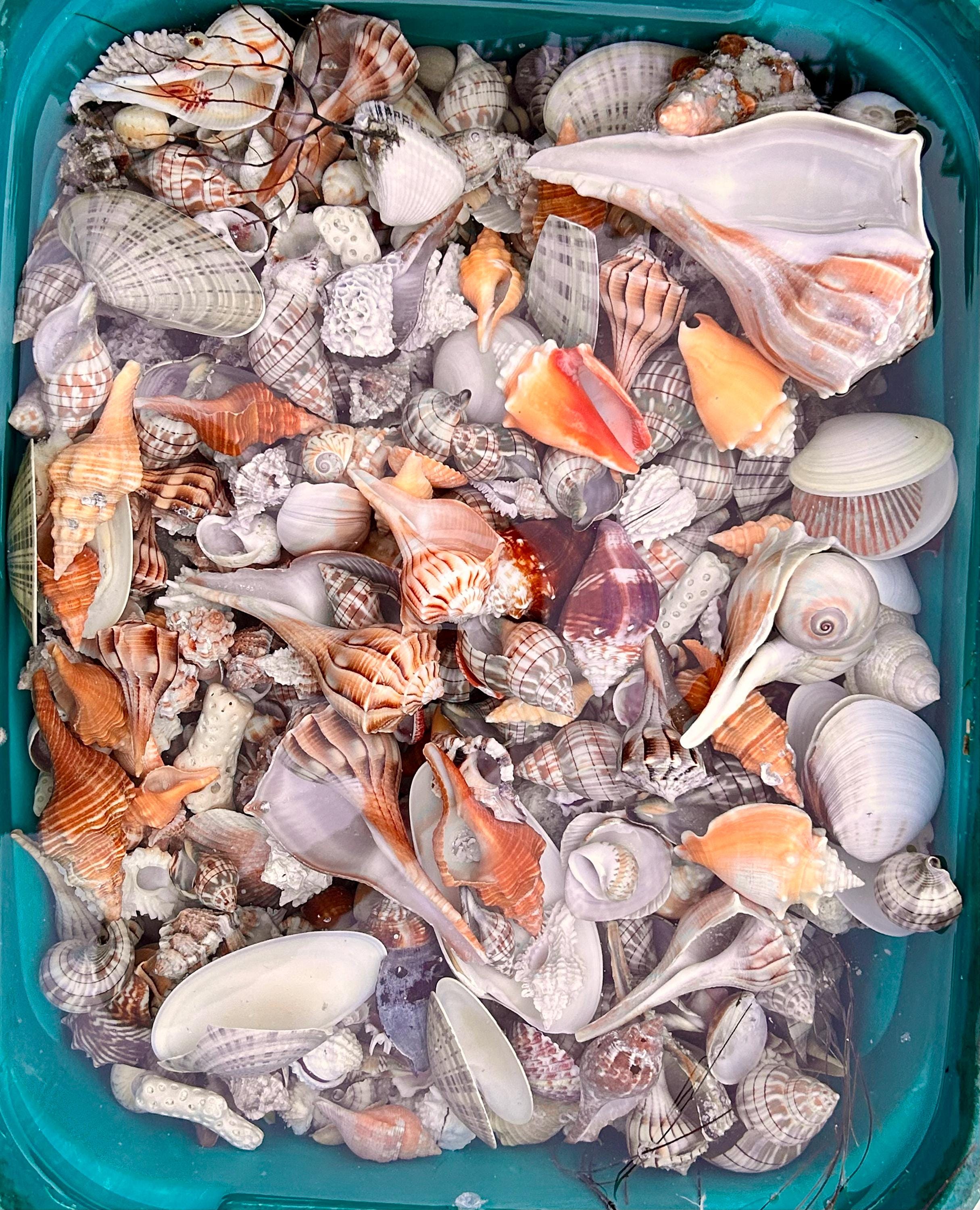 SHELL MYSTERY BOX 30 Florida Seashells Wedding Decor, Beach Theme