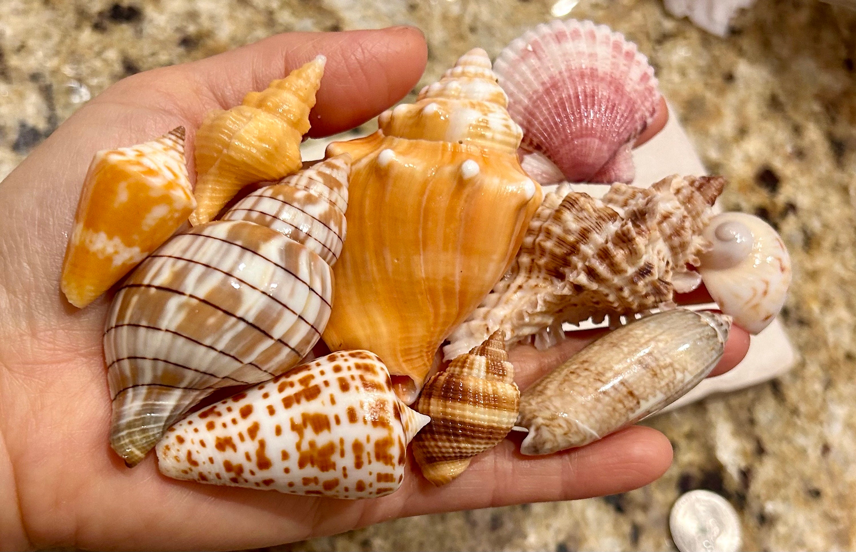 Great Value 10 Florida Seashells Mini Collection Alphabet Cone, Lace ...