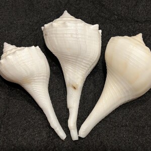May include: Three white conch shells with spiral patterns and pointed tips are arranged on a dark background. The shells vary in size, with the largest in the center. The shells have a smooth, glossy texture.