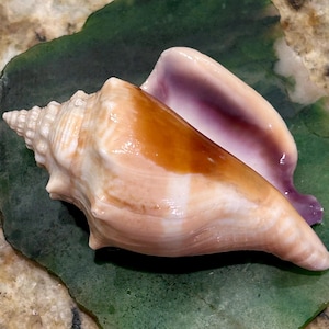 RARE* 82mm Lavender LIPPED Florida Fighting Conch, Florida Seashells, Collectible, Shell Gift, Beach Decor, Shell Crafting 10K Island #200