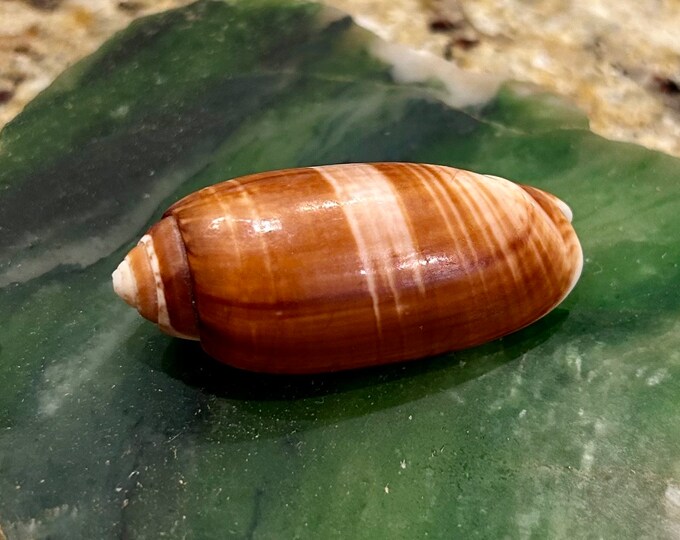 RARE* Fulgurator/bollingi/ Brown Olive Shell 47mm Florida Seashell East ...