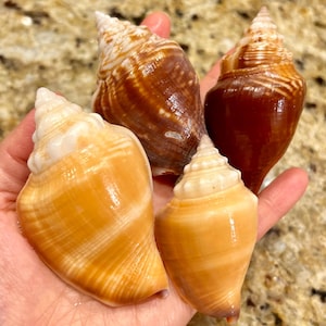4 UNCOMMON KNOBLESS Florida Fighting Conchs(West Indian Fighting Conch) Florida Seashells collected on 10K Island #140