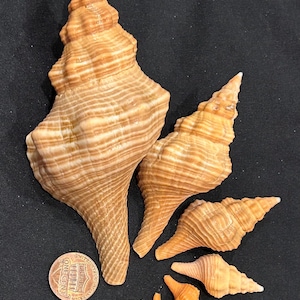 May include: A collection of seven light brown, spiraled seashells of varying sizes arranged in a cluster. A copper-colored United States one-cent coin is placed next to the largest shell to provide a clear sense of scale for the group.