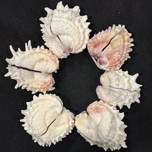 May include: A circular arrangement of six white and pale pink spiny seashells. Each shell features a textured, bumpy surface with sharp, protruding spikes along the edges and a distinct central opening or seam running through the middle of each piece.