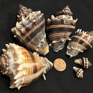 May include: A collection of five spiraled seashells with brown and cream striped patterns and pointed ridges, arranged around a copper-colored one-cent coin for scale. The shells vary in size from large, textured specimens to two small, smooth ones.
