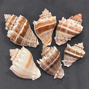 May include: Six seashells with brown and white striped patterns. The shells have a spiral shape and are arranged on a dark surface. The shells vary in size and shape, showcasing natural variations.