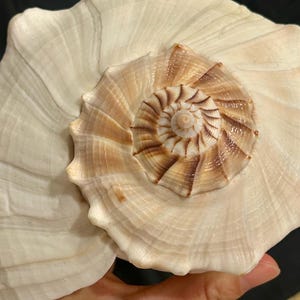May include: A large, off-white seashell featuring a prominent, spiraled center with intricate, radiating ridges. The central whorl displays a gradient of light brown to dark brown markings that follow the natural curve of the shell's structure.
