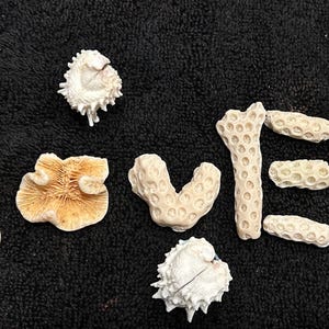 May include: The word "LOVE" spelled out with various pieces of coral and shells. The letters are formed from different shapes and textures of off-white coral and shells, set against a black background.