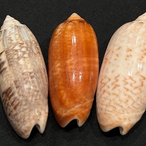 May include: Three elongated olive shells arranged side by side. The left shell features a mottled brown and white pattern, the center shell is a solid glossy orange-brown, and the right shell displays a light cream base with brown zigzag markings.