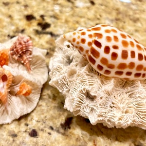 Set of 2 FLORIDA CORALS 2 7/8” and 3 5/8” Collected in SE Of Florida Palm Beach #5