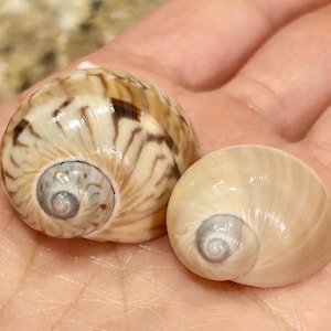 RARE*  Golden Gaudy Natica 19mm (Naticarius Varae) Indigenous In 10K Island Gaudy Natica 36mm (Naticarius Canrena) Florida Seashell #55